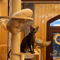 猫爬架怎么选、怎么放，猫才肯用