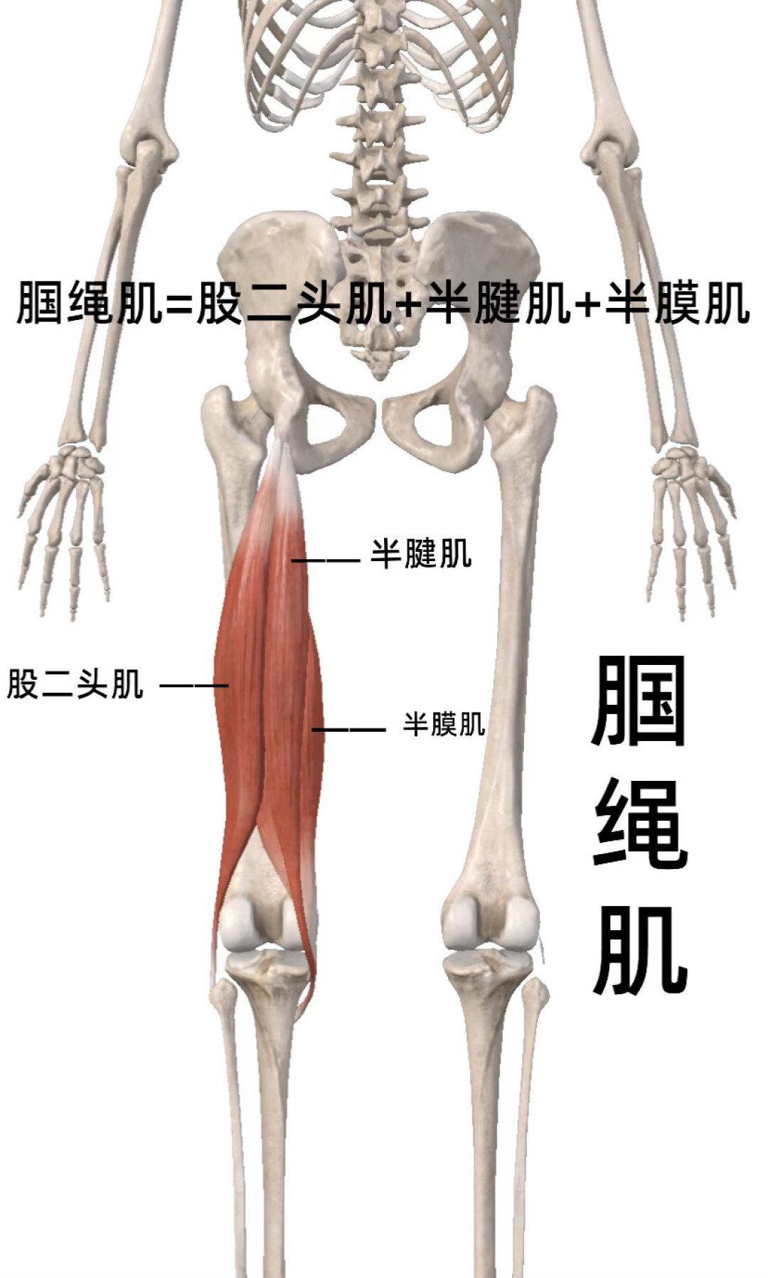 腘绳肌是双关节肌，深蹲只练得到它的一半