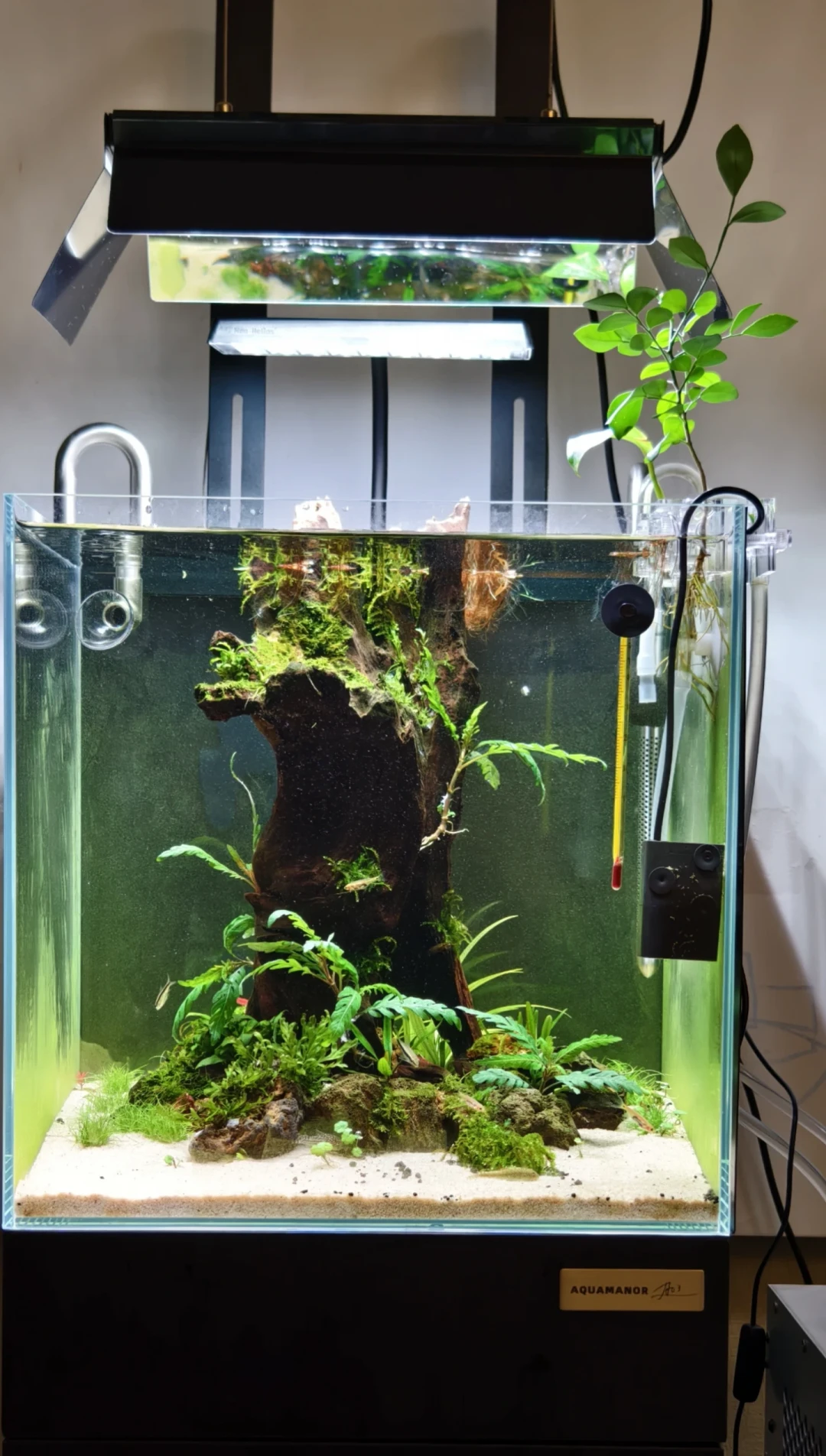 有人花钱刮藻,有人花钱养藻:缸里的藻,先别急着除