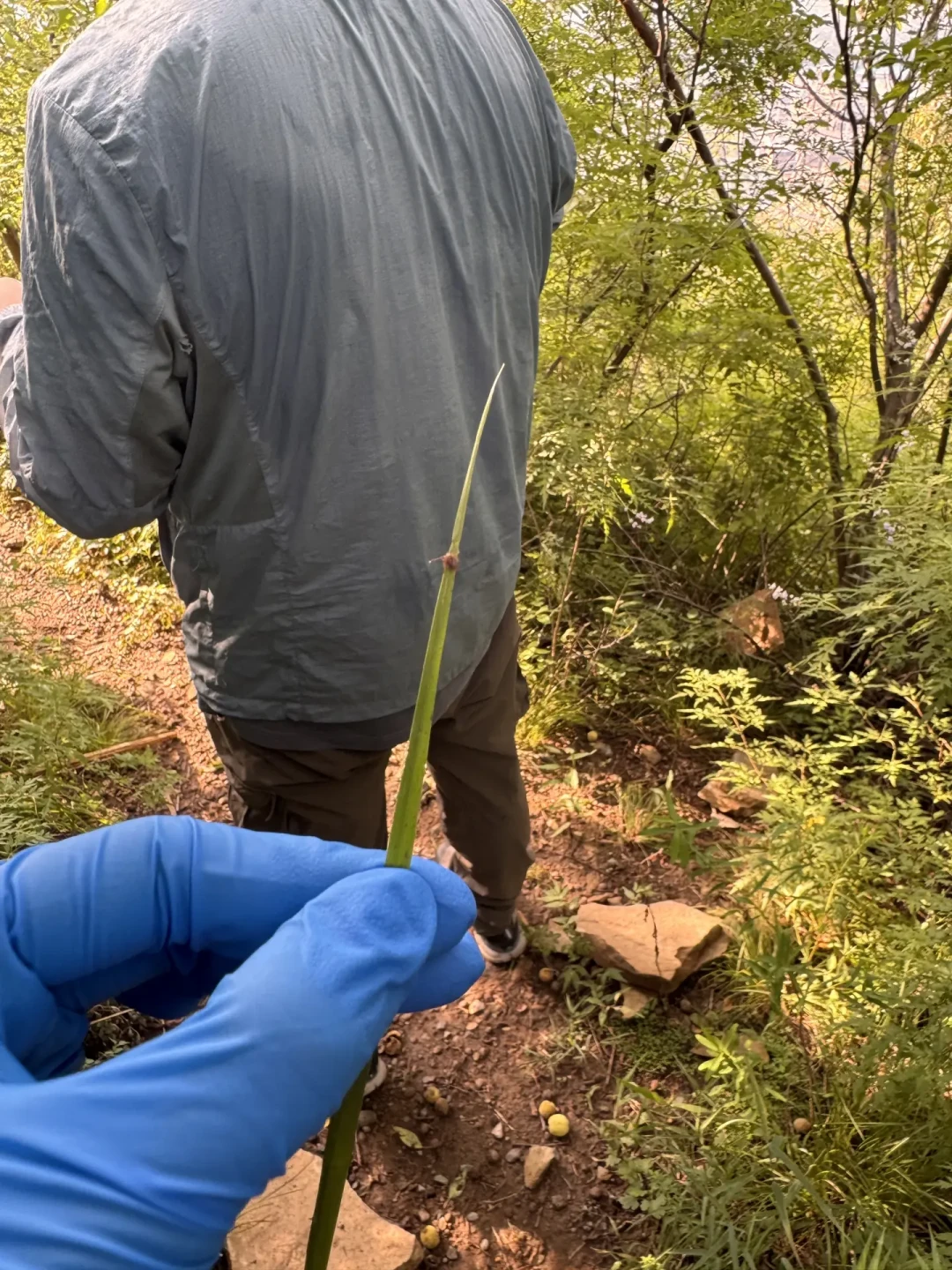 以为入秋就没虫了?重阳登山,当心这两种