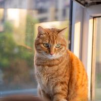 幼猫喂养5大误区：月子里喂牛奶、1岁前吃成猫粮，难怪猫长不大