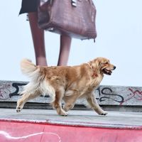 狗狗后肢无力、走路不稳，老年犬猫晚上乱叫？神经营养补充剂怎么选