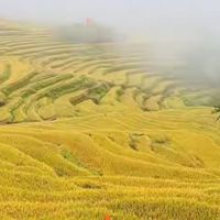 大连海参哪个品牌好 五款大连产地淡干海参品牌对比与选购参考