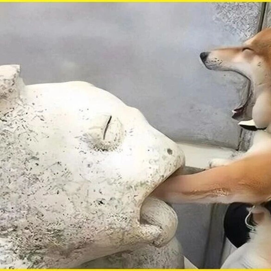 狗独自在家狂吠拆家?监控录像要看的其实就30分钟