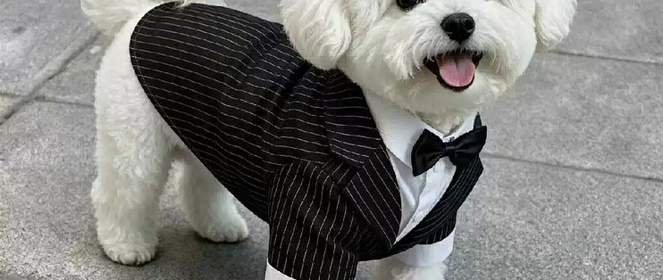 狗狗西装礼服泰迪比熊猫咪西服衬衫通用秋冬款
