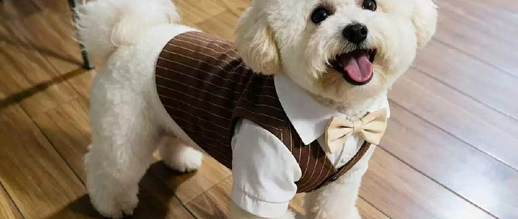 狗狗猫咪春秋西装礼服 小型犬结婚衬衫马甲怎么选