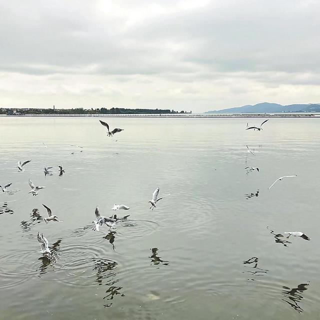 一天里，绵阳发帖"上万只鸥包围"，苏州回帖"现在看不到"：周末观鸥，先把6座城的真实进度对一遍