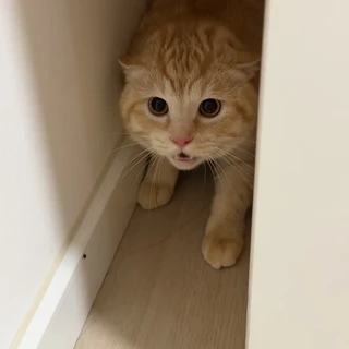猫盯着空墙不是撞邪，是它的感官比你多开了两档——但有一种"发呆"除外
