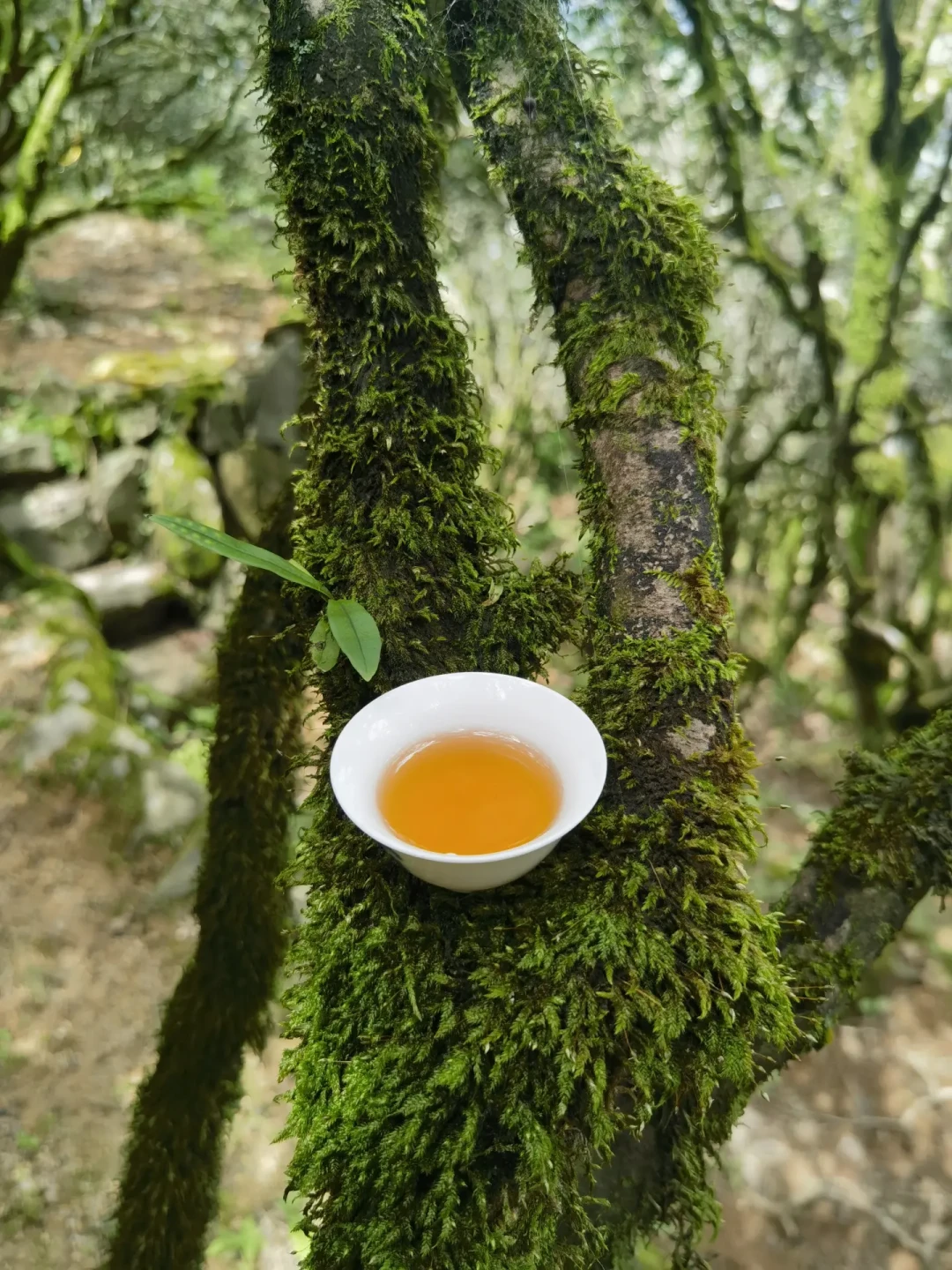 凤凰茶农发帖