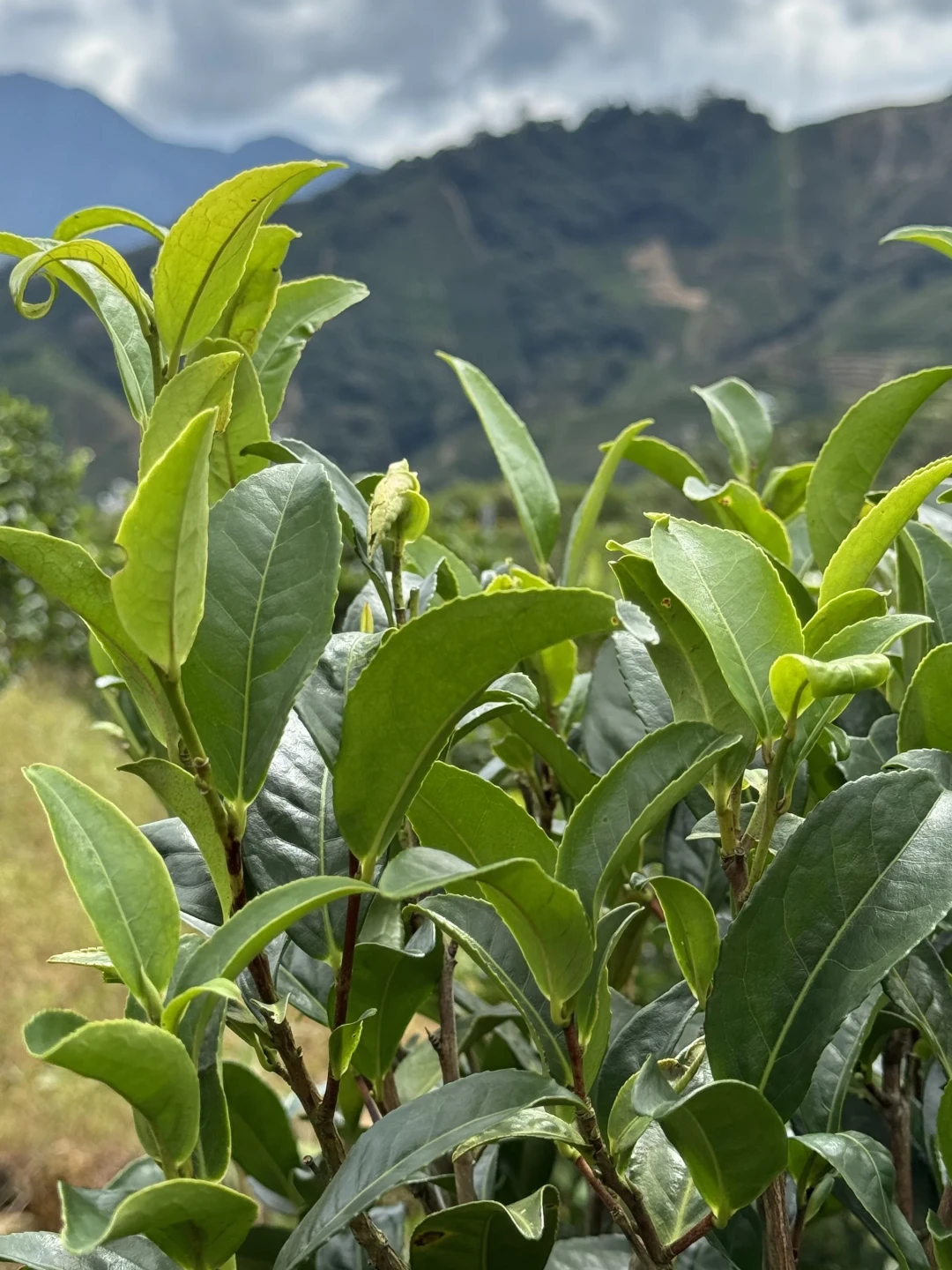 凤凰茶农发帖