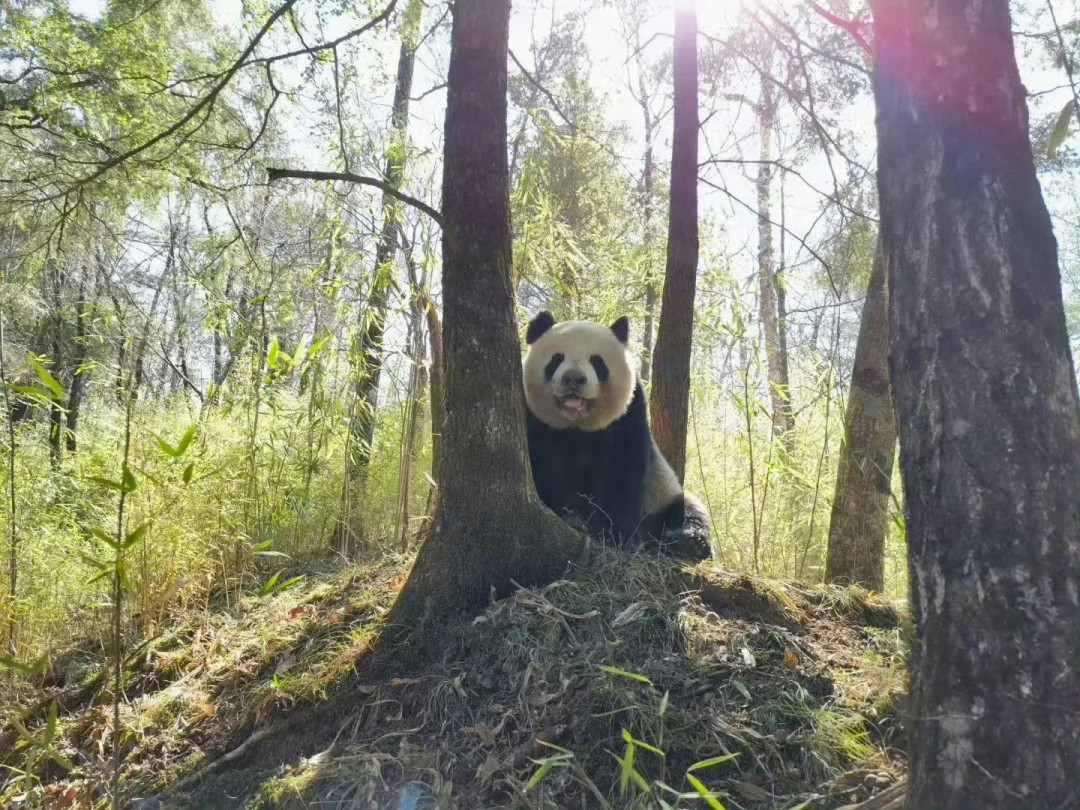 熊猫妈妈以为娃丢了：这个秋天，野生滚滚越来越爱出镜