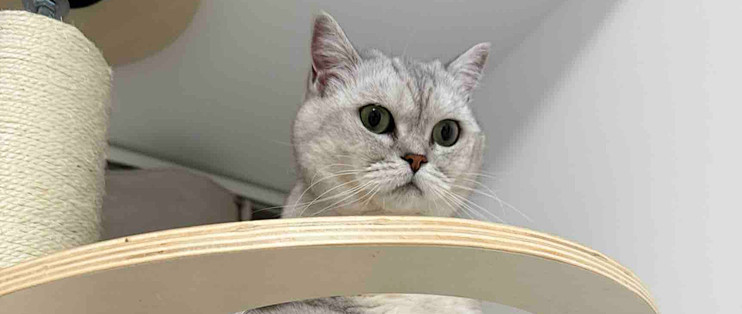 2026玻璃胃小猫换粮避坑：过渡节奏比一次买齐更重要