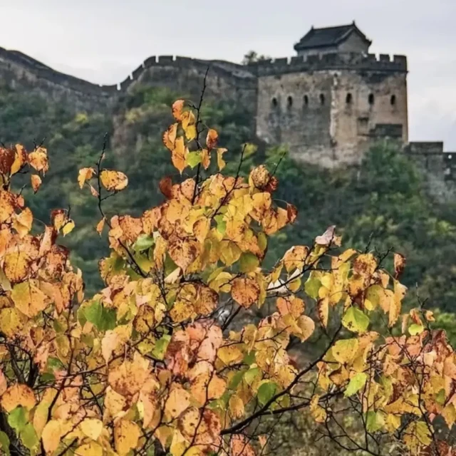 长城红叶各段差着十天：这周末八达岭正当时，慕田峪还没到时候