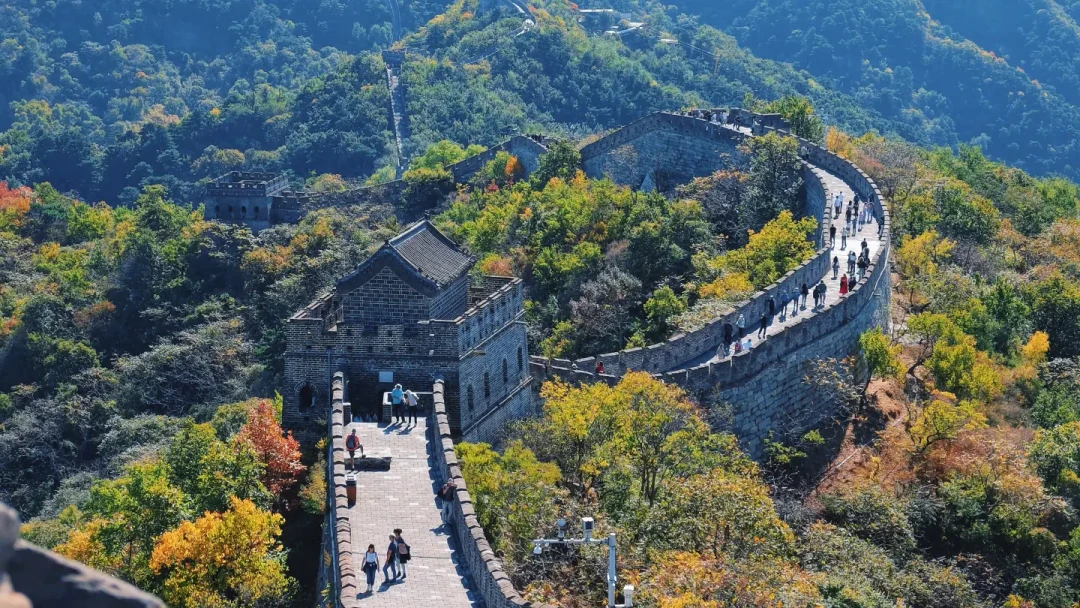 长城红叶各段差着十天:这周末八达岭正当时,慕田峪还没到时候
