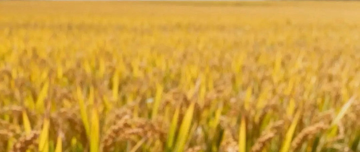 国家粮食和物资储备局：中国粮食安全根基持续夯实