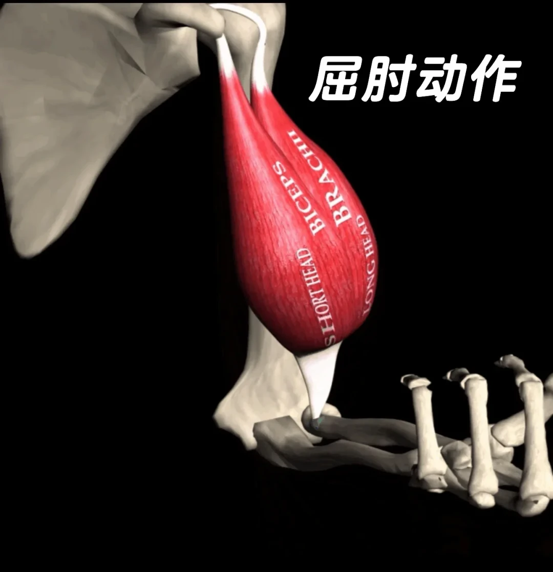 二头不涨的钥匙,藏在你最赶的底部 30 度里