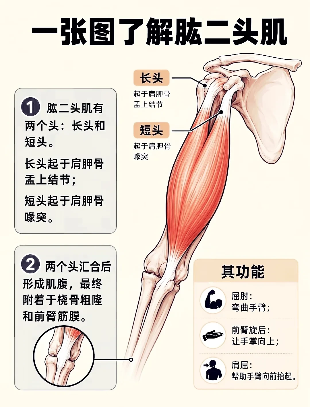 二头不涨的钥匙,藏在你最赶的底部 30 度里