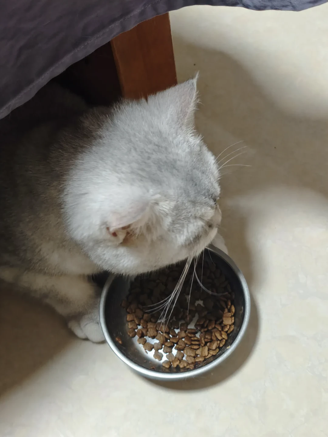 换猫粮就软便?别背比例表,先学会"退一步"规则
