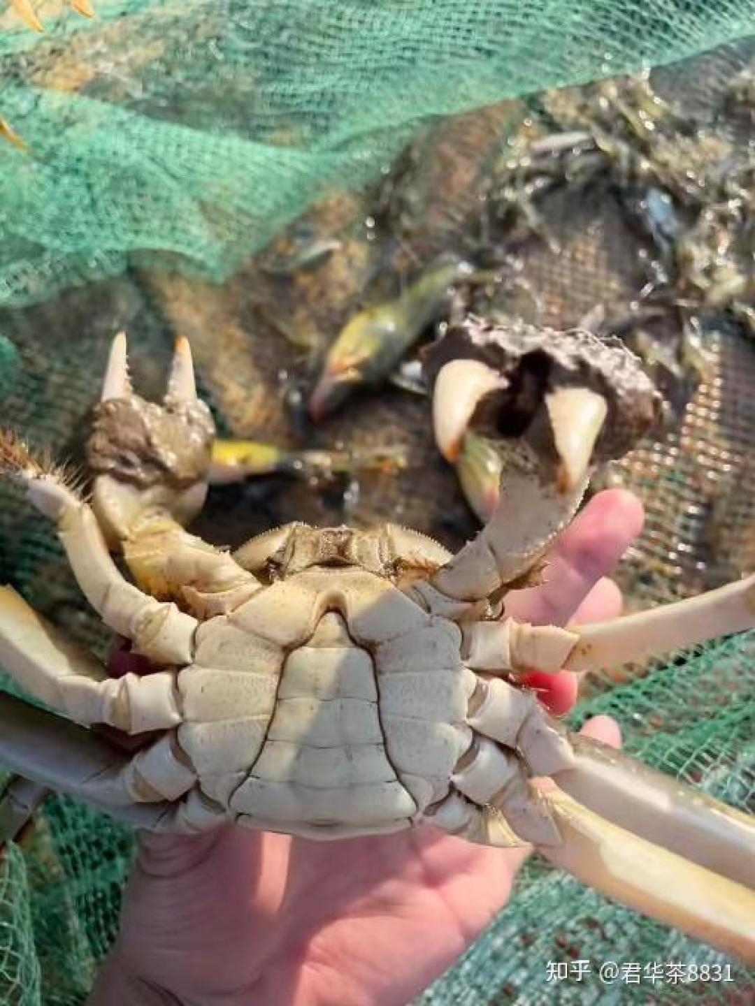 阳澄湖蟹扣扫出“正品”?授权企业让外地蟹戴真扣,罚30万