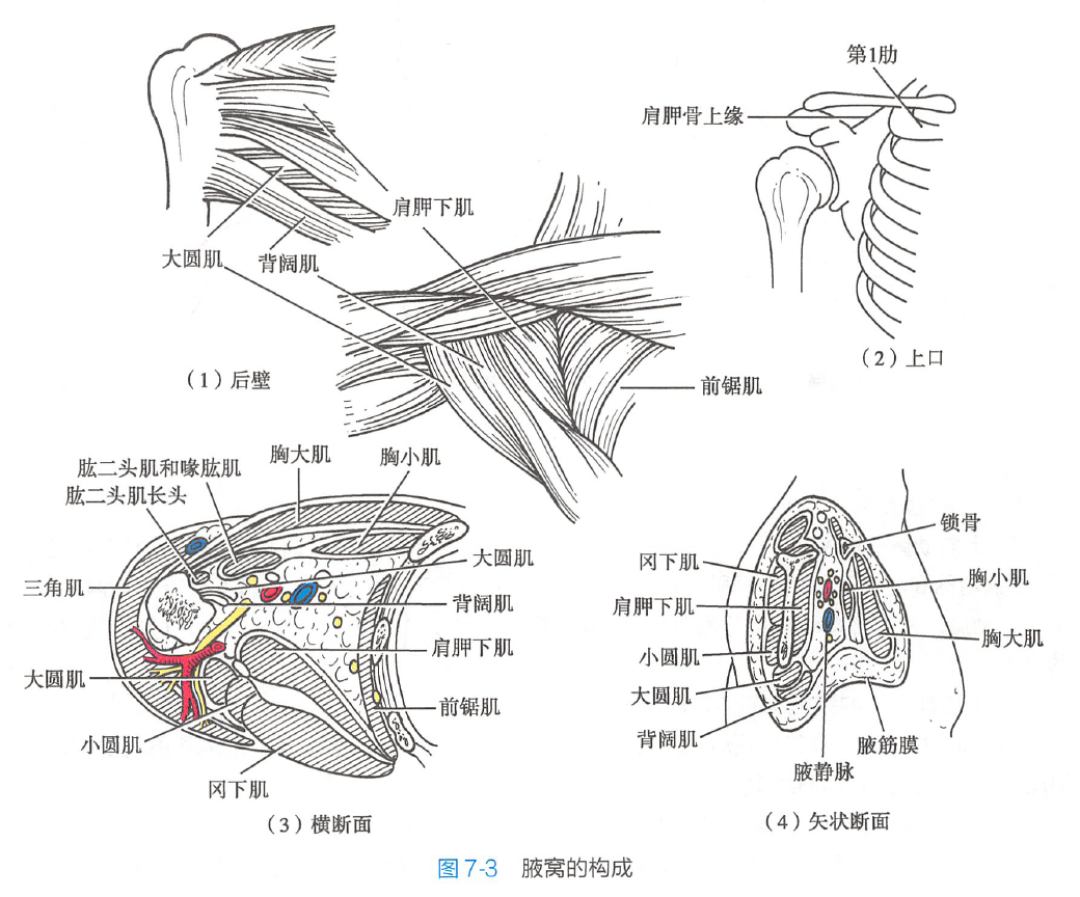侧平举只有脖子酸、肩膀没感觉?别怪沉肩不到位,先把重量减半,把“抬”改成“开”