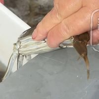 大闸蟹价格跌出“地板价”、泰奶咖啡因接近美式 | 美食探店10.16日报
