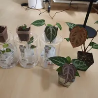 无锡热植展开幕·把植物安全搬回屋 | 绿植造景10.16日报