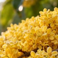 阳朔硫磺熏桂花属实:一百多一斤的桂花干,比无硫的重了快一倍