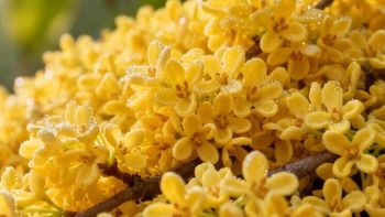 阳朔硫磺熏桂花属实：一百多一斤的桂花干，比无硫的重了快一倍