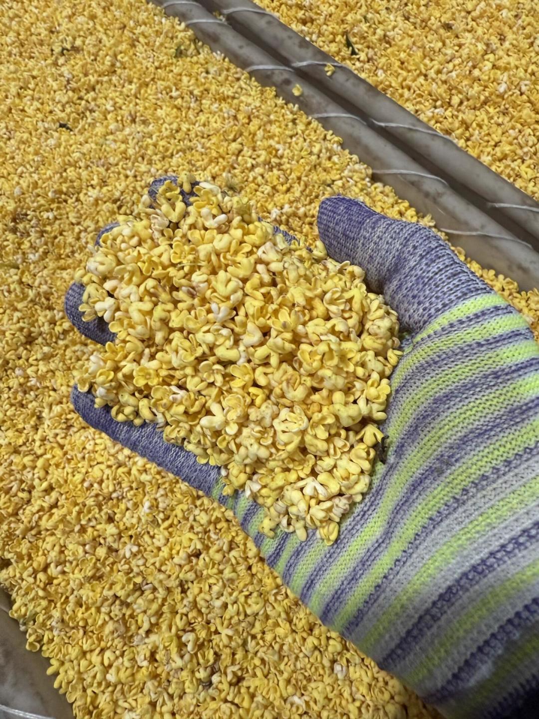 阳朔硫磺熏桂花属实:一百多一斤的桂花干,比无硫的重了快一倍