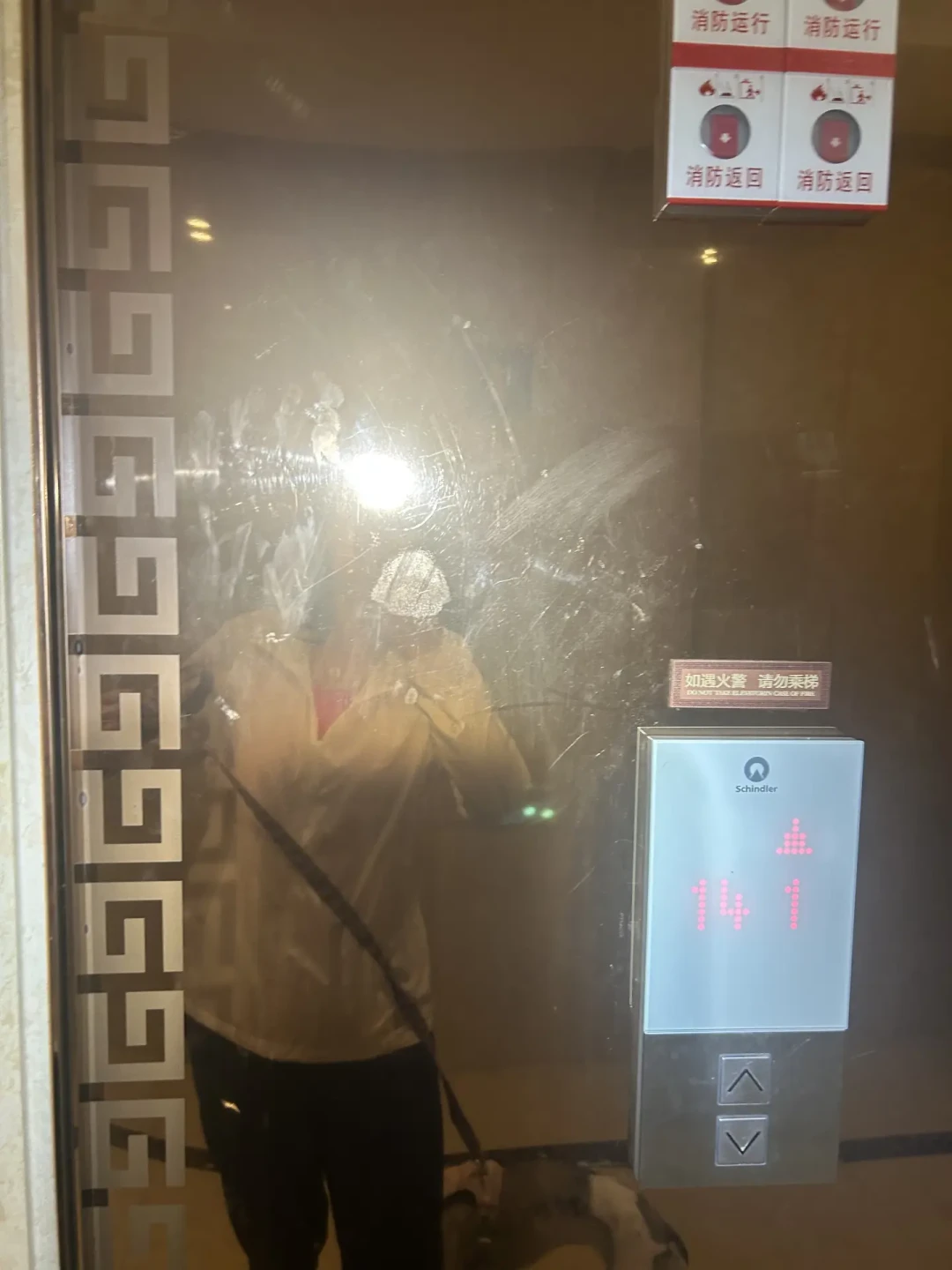 晚上遛狗,反光背心、项圈灯、头灯到底怎么选
