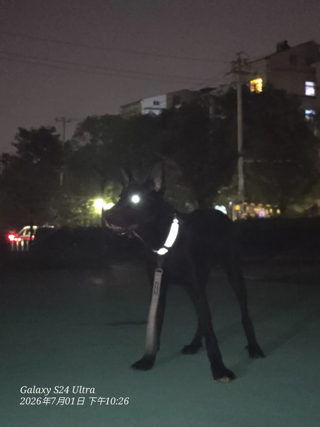 晚上遛狗,反光背心、项圈灯、头灯到底怎么选