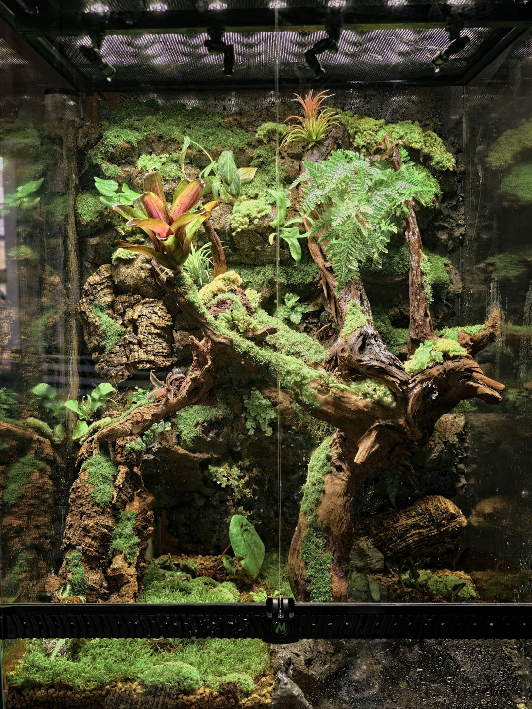缸里的植物刚稳住,全网都在讨论往里加动物:翻完守宫否决楼的18条评论、清理团队之争的36条评论和十几份翻车报案,我把投放分诊三档、一张适配表和三条红线理清了