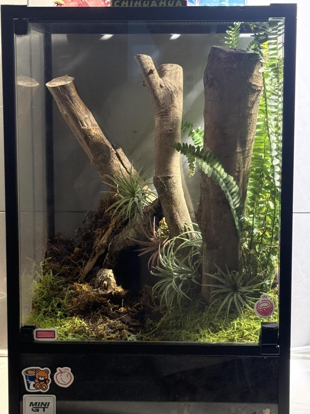 缸里的植物刚稳住,全网都在讨论往里加动物:翻完守宫否决楼的18条评论、清理团队之争的36条评论和十几份翻车报案,我把投放分诊三档、一张适配表和三条红线理清了