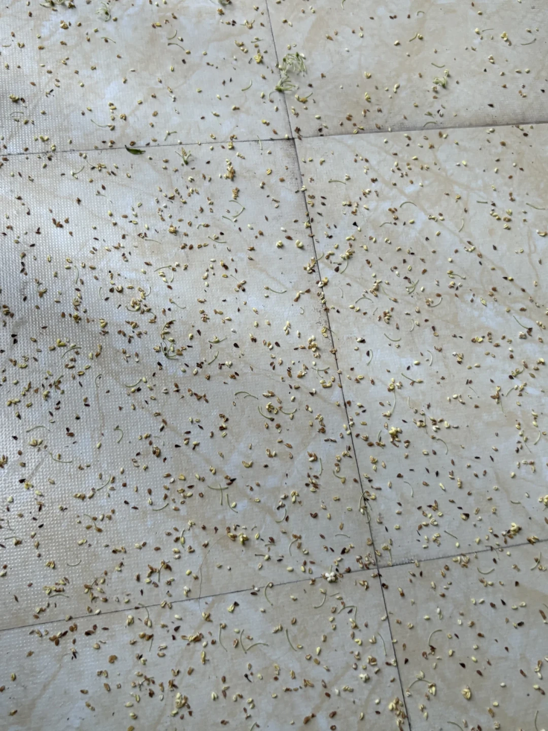 硫磺桂花，官方实锤！干桂花越金黄便宜越要小心
