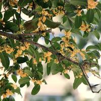 硫磺桂花，官方实锤！干桂花越金黄便宜越要小心