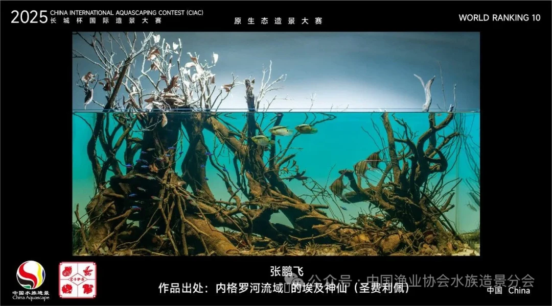 「IAPLC 2026中国夺冠刷屏」撞上「赛景只有一瞬间的巅峰」:准备抄获奖作业的草缸复刻党,先把设备、水草、工时这三本账对完