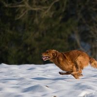 遛狗护爪买哪样？融雪剂、雪、泥水是3种问题