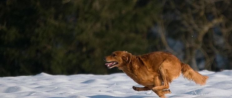 遛狗护爪买哪样？融雪剂、雪、泥水是3种问题