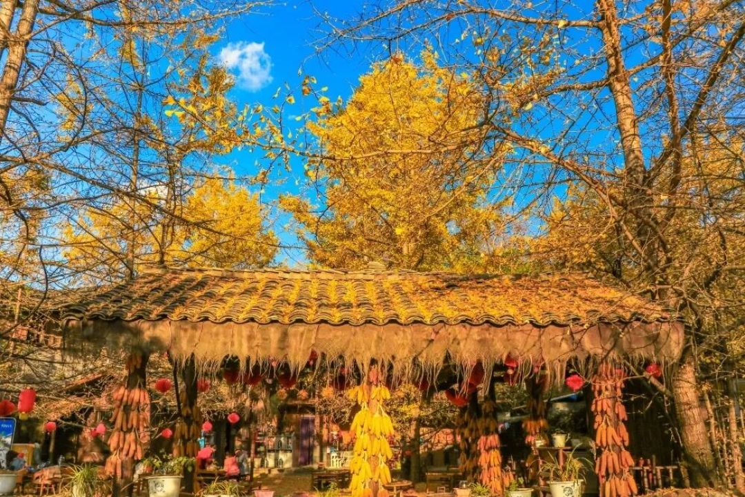 「香山红叶节开了但变色率才10%」撞上「喇叭沟正值全年峰值」：红叶前线党，这周末出发前，先把进度、机制、窗口这三本账对完