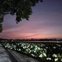 深夜骑车回家，她被狗群夺了命：狗追车时，刹车比猛蹬更危险
