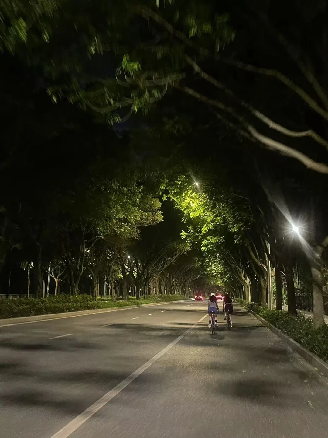 深夜骑车回家,她被狗群夺了命:狗追车时,刹车比猛蹬更危险