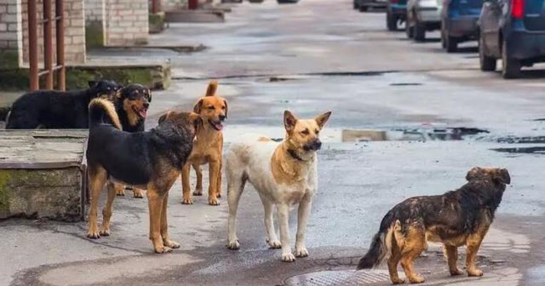 深夜骑车回家,她被狗群夺了命:狗追车时,刹车比猛蹬更危险