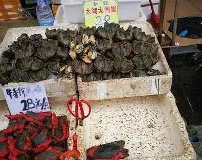 5元一只和150元一只：大闸蟹崩盘只崩了一半