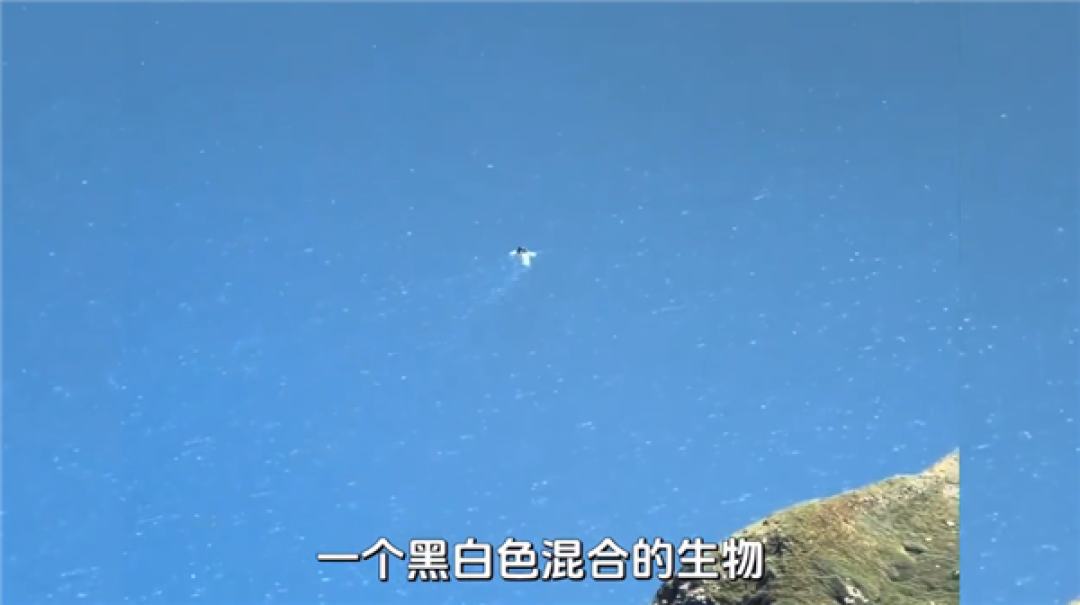 未解之谜破解!长白山天池水怪真容揭秘 一种状似大雁的鸟在水中捕鱼