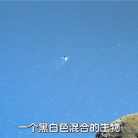 未解之谜破解！长白山天池水怪真容揭秘 一种状似大雁的鸟在水中捕鱼