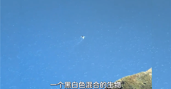 未解之谜破解！长白山天池水怪真容揭秘 一种状似大雁的鸟在水中捕鱼