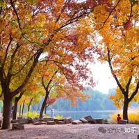 红叶节开幕≠满山红：这周末去追秋的人，先把你收藏的笔记对一遍日期