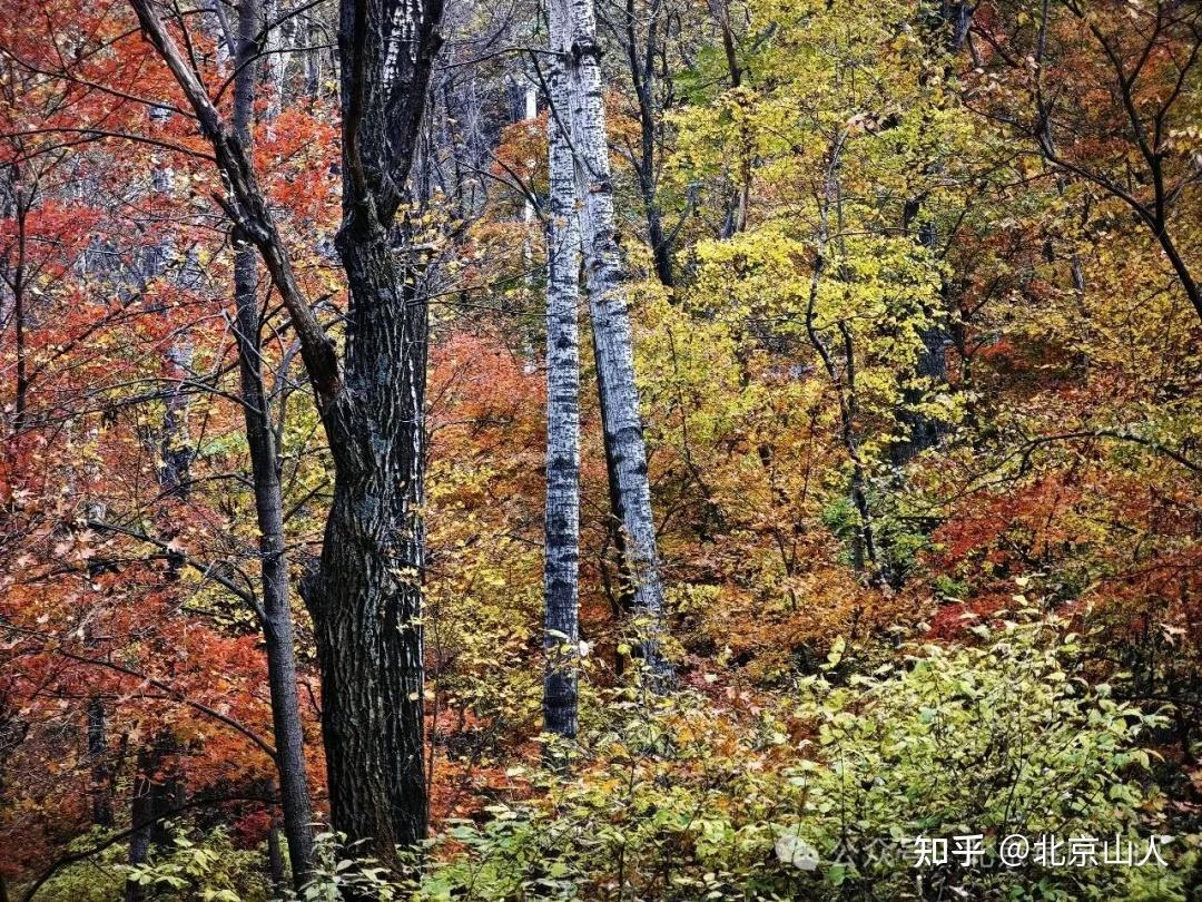 红叶节开幕≠满山红：这周末去追秋的人，先把你收藏的笔记对一遍日期