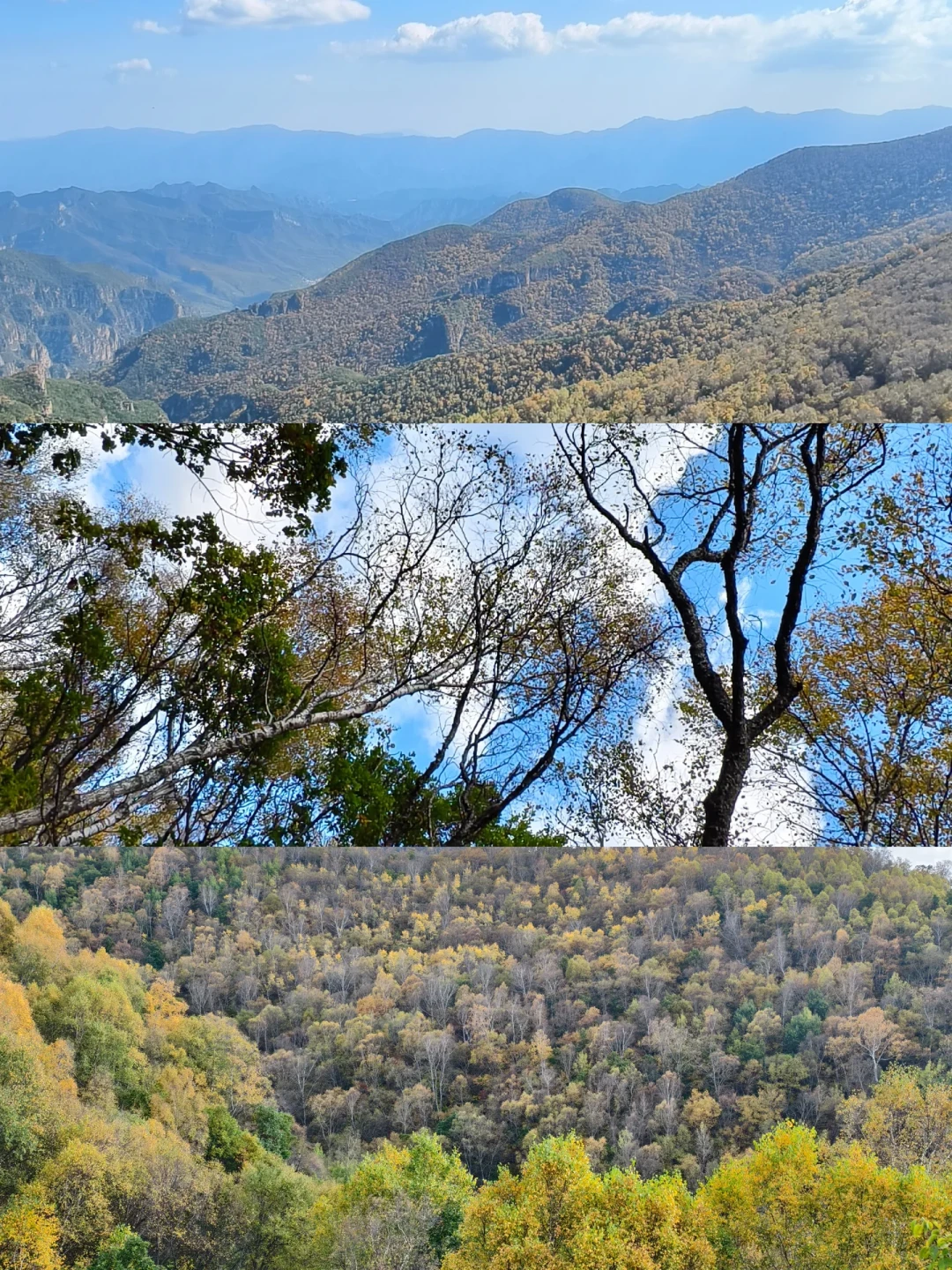 红叶节开幕≠满山红：这周末去追秋的人，先把你收藏的笔记对一遍日期