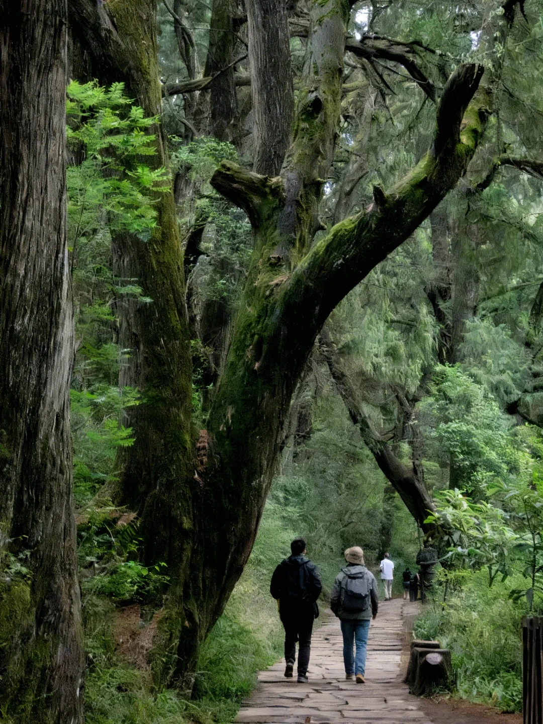 7000株古柏护送:秋天走古蜀道,走对这三段就够了